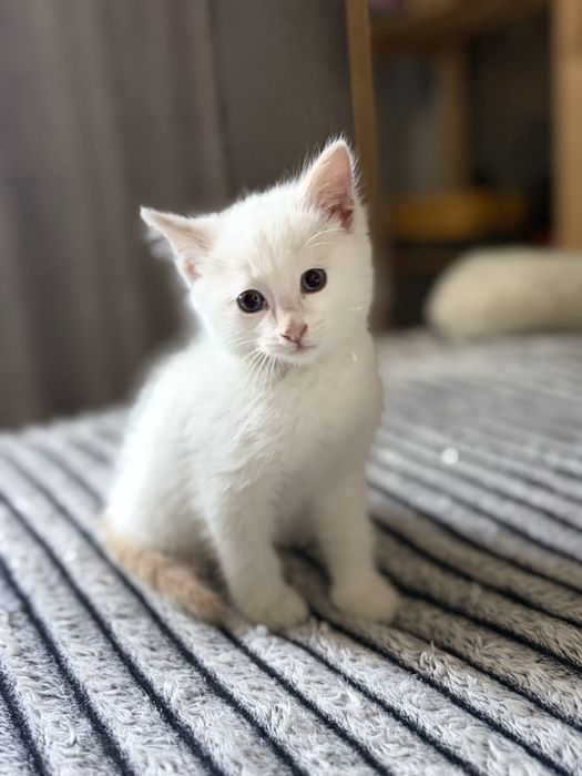 Отдам котенка в добые руки