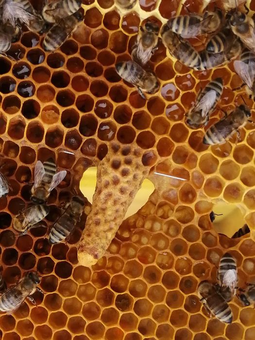 Vând 10 familii de albine