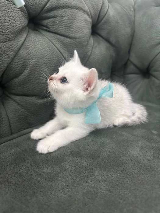 Мальчик британская шиншилла