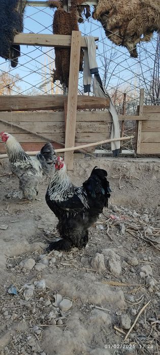 Burama tovuq tuxumlari sotiladi. Aniq toza burama.