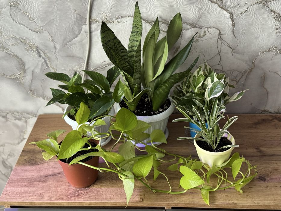 Комнатные растения, домашние цветы по 2000