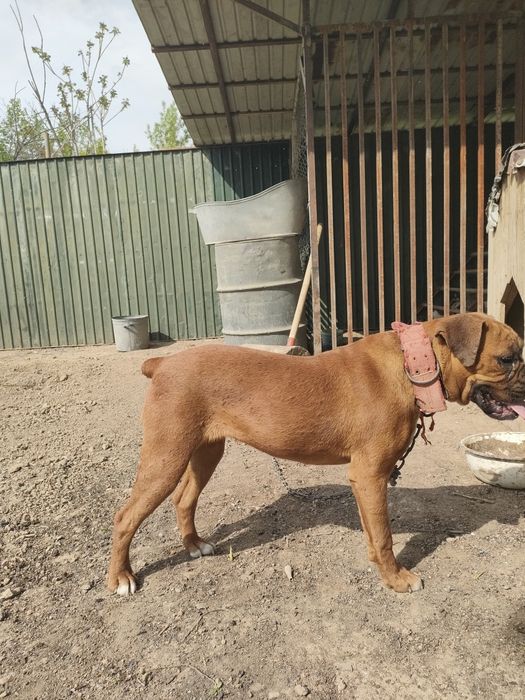 Боксер самка Продается