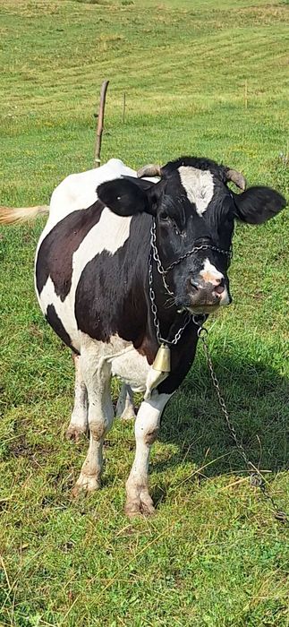 Vaca de vanzare ,foarte cuminte