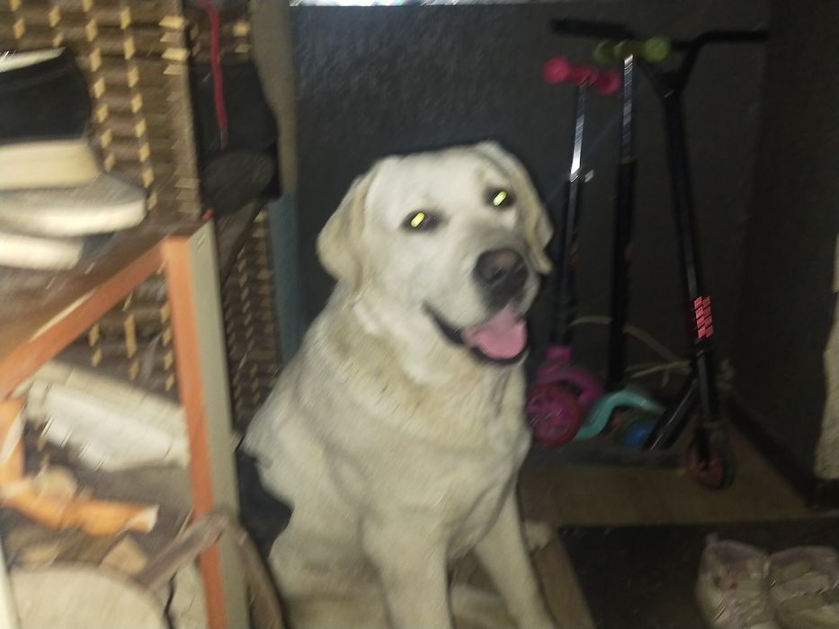 Продам собаку Лабрадор