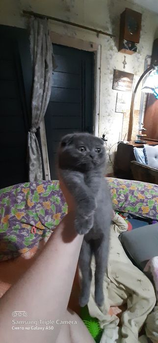 вислоухие котята оптом