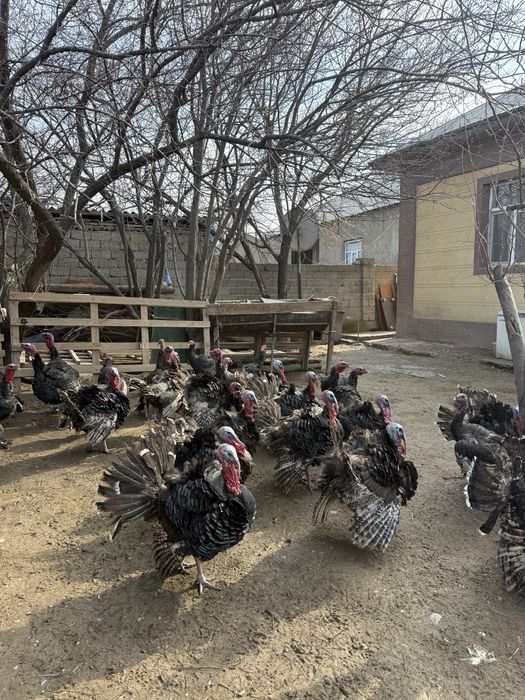 Үндіктер сатылады/ Продается Индюки