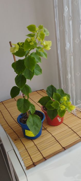 Бугенвиллия белая.