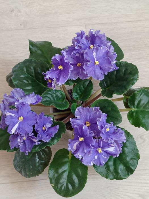 Продам сортовые фиалки