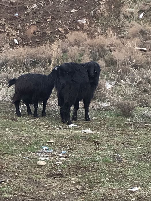 Козел теке еркек ешкі