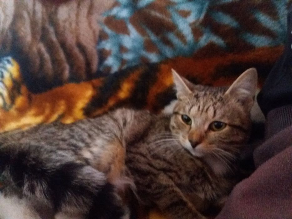 Обнаружен кот. Кто потерял?