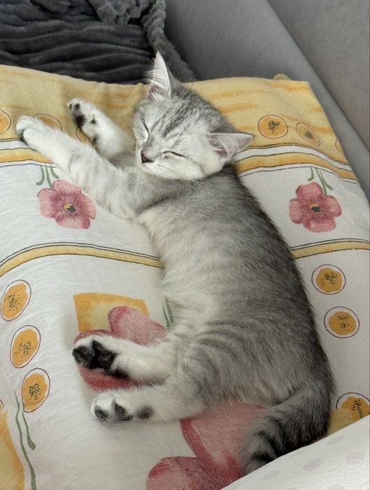 Продам котенка скоттиш страйт
