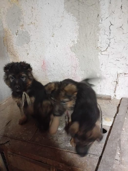 Немецкие овчарки