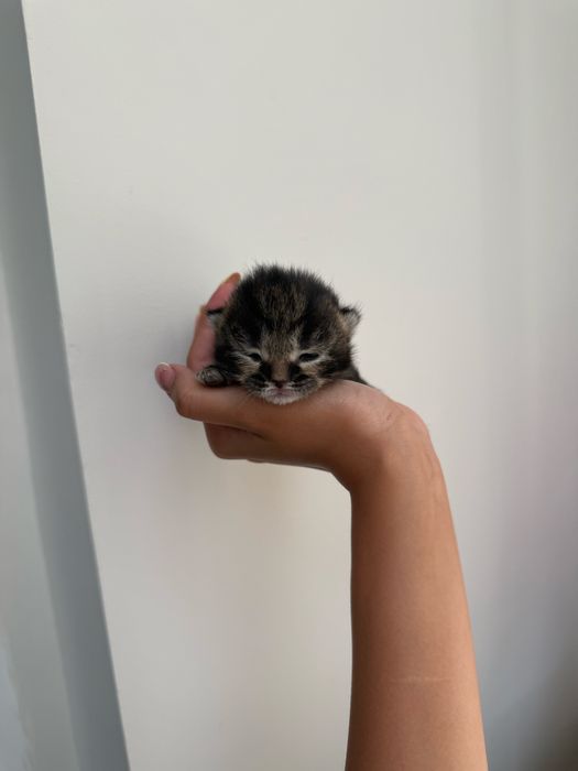 Котята шотланские