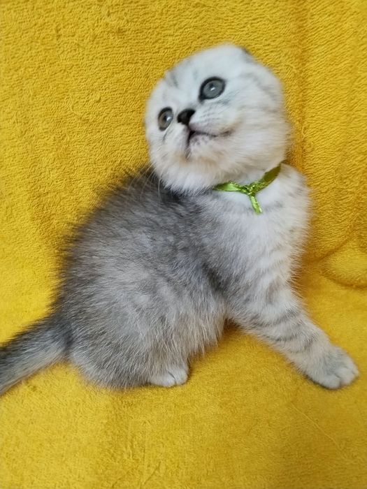 КоТикИ  ШотЛанДскиЕ