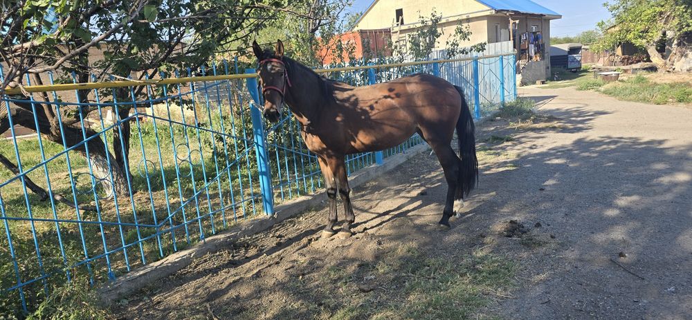 продам иноходцев