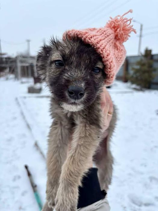 Срочно-срочно ищем добрые руки