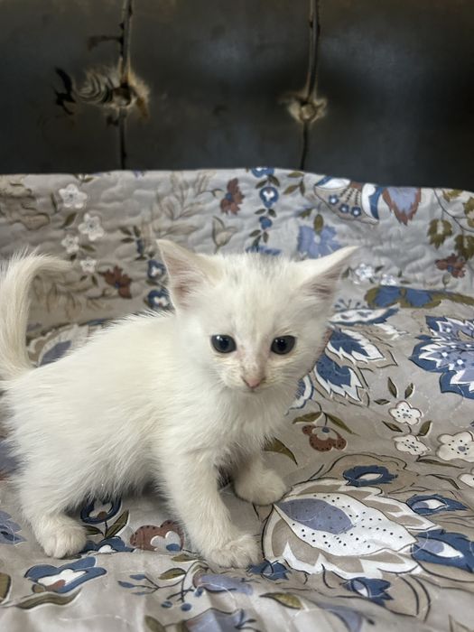 Отдам  котят в хорошие добрые руки