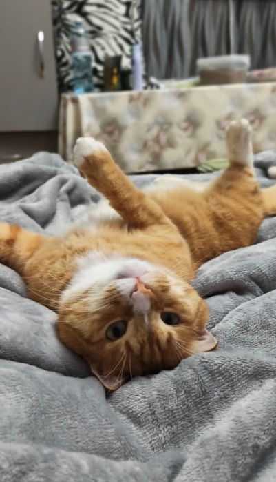 Котик - Санни