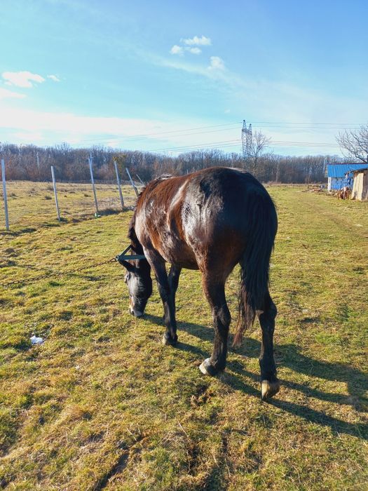 Vând iapă cu acte în regulă de 1 an și 8 luni