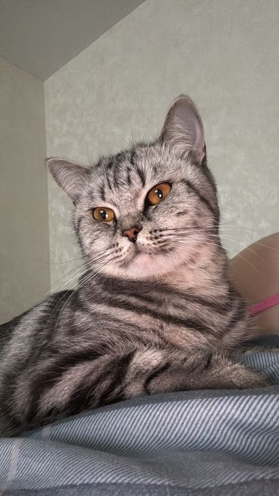 Отдам кошку в добрые руки