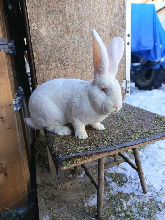 Mascul uriaș german alb