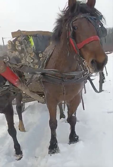 Cal castrat 6 ani garantat