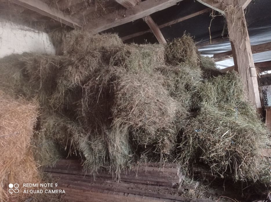 Otava buna pt viței