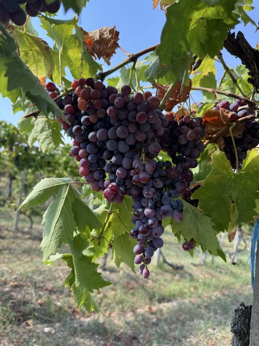 Struguri de masa si de vin