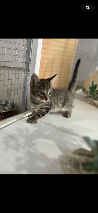 Отдам котенка в добрые руки