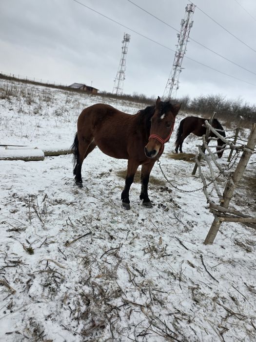 Iapa de 4 ani  gestanta , si mânz de 2 ani de  vanazare