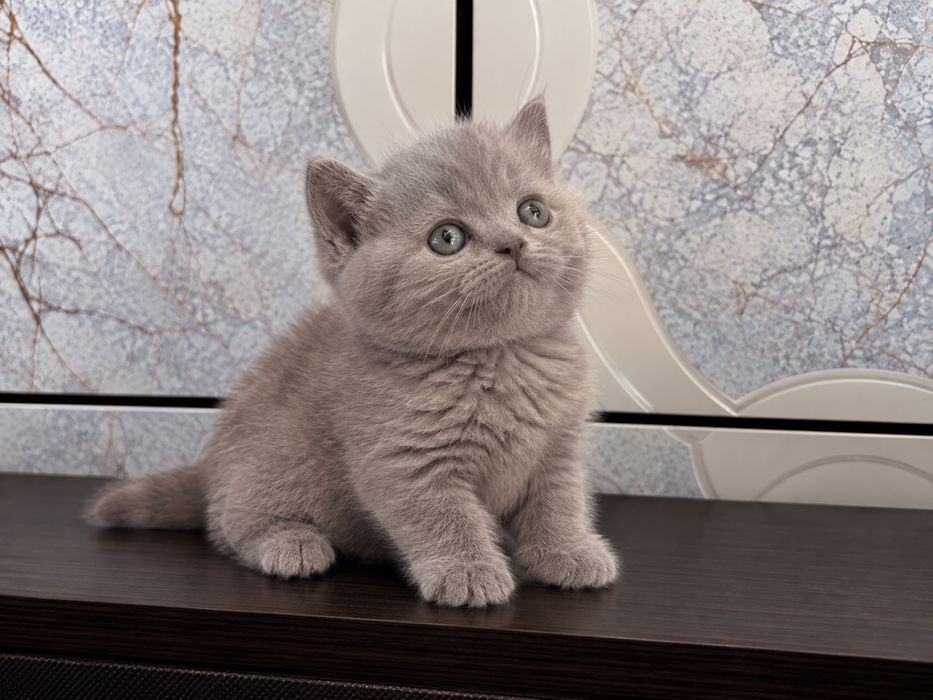 Femela british lilac shorthair, pedigree, teste genetice si virale, transport