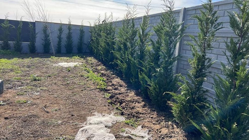 Arțar,stejar roșu,fag european