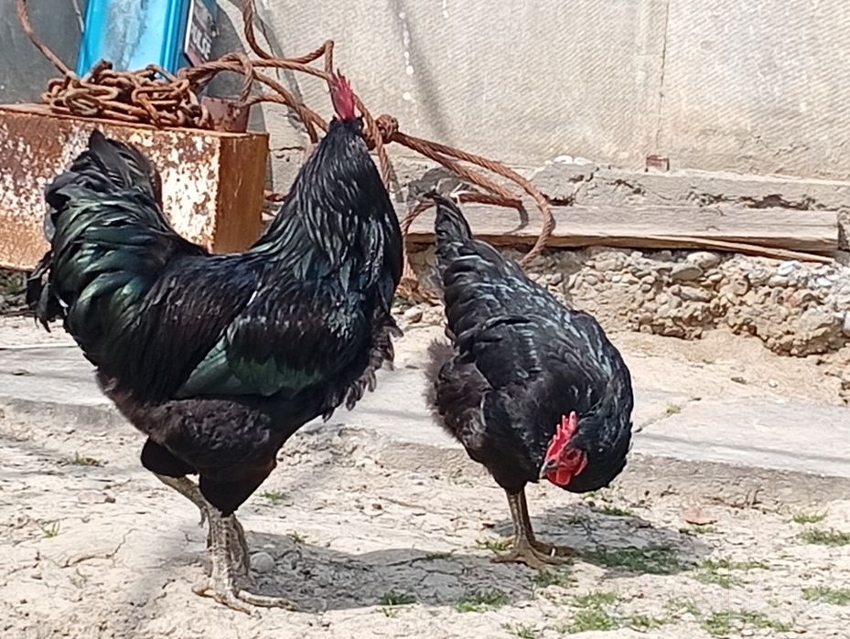 Кора Шахзода товук хуроз