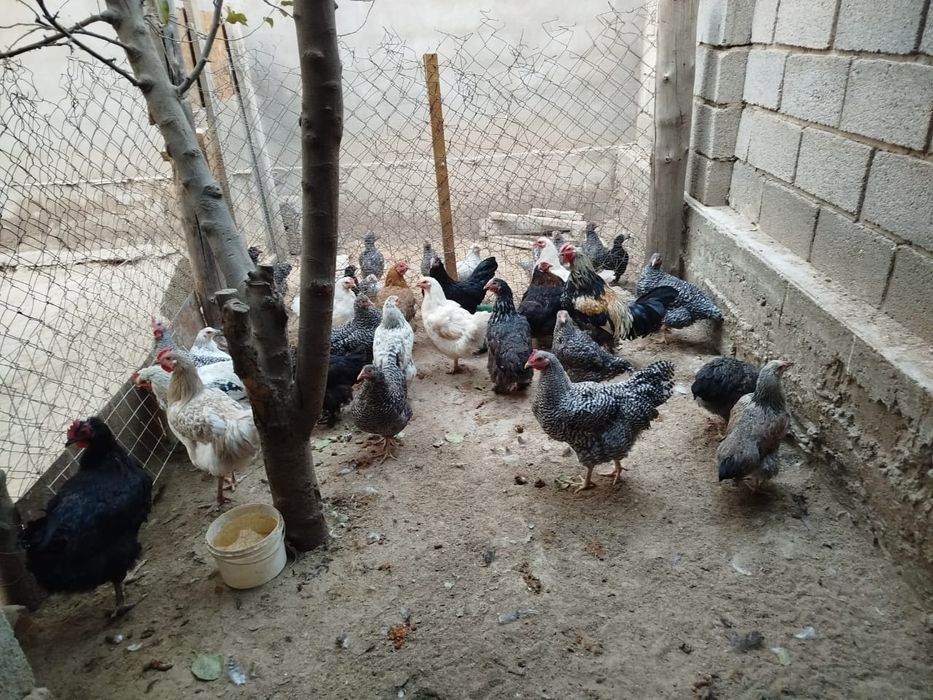 Продаются куры оптом