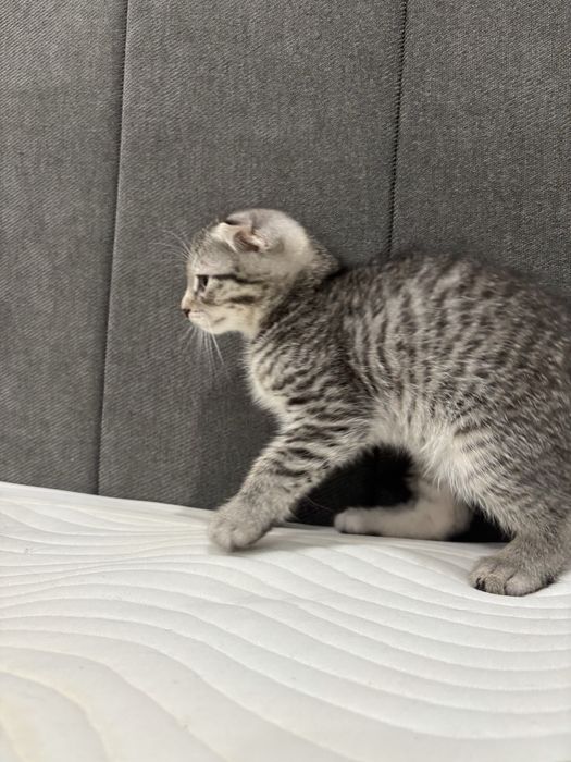 Веслоухий котенок