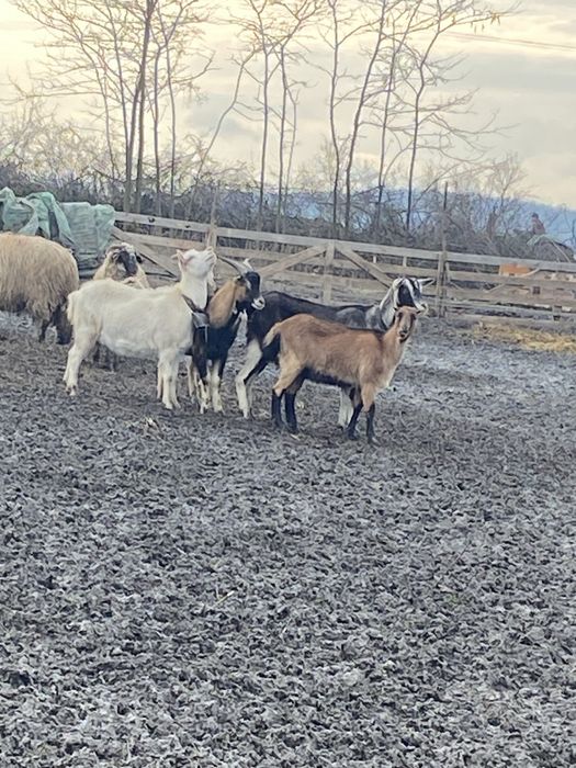 Vând capre bune de lapte si frumoase