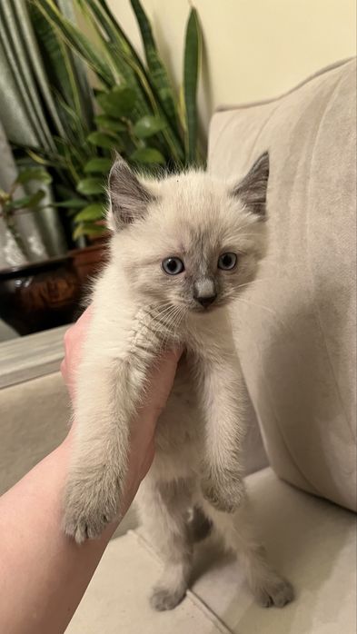 Мальчик Американский керл