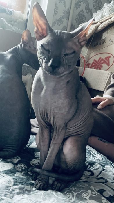 Продам кота сфинкса