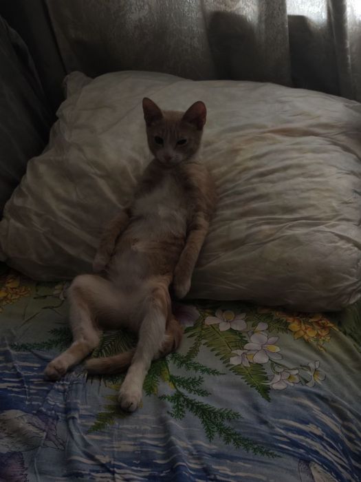 Отдам кота в хорошие руки
