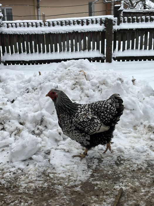 Vand cocosi si gaini wyandotte argintiu