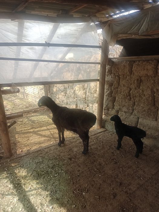 Козылык кой сатылады