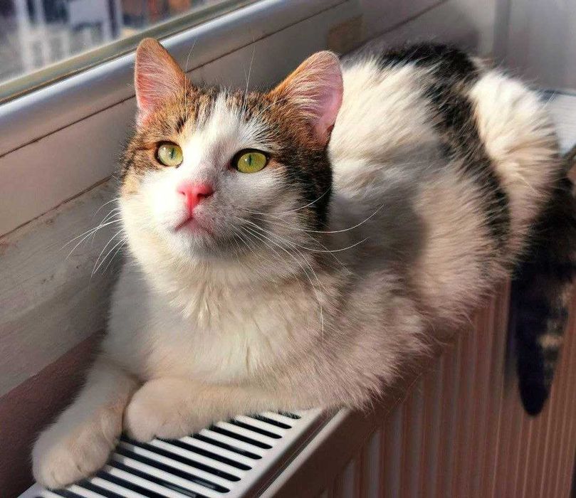 Подарявам кастрирано мъжко коте, София