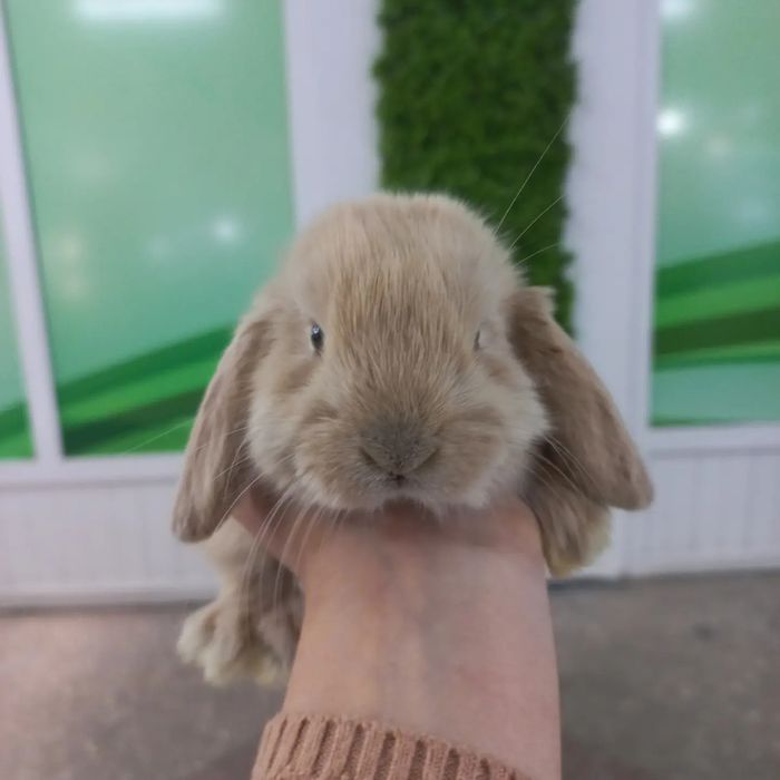 Кролики декоративные