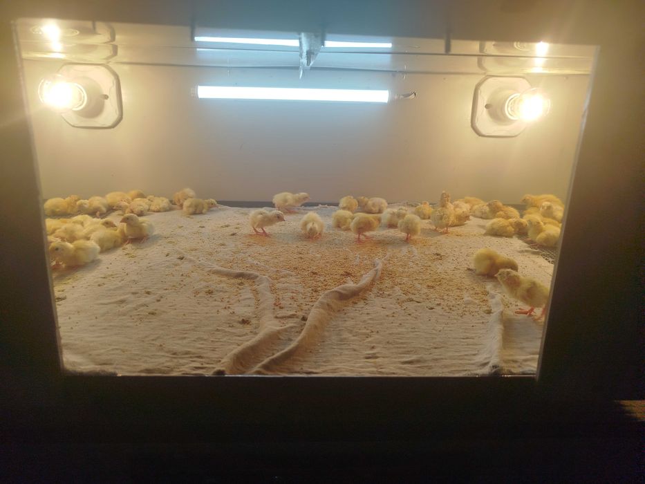 Bedana jo'jalari Beliy gigant Texas jojasi