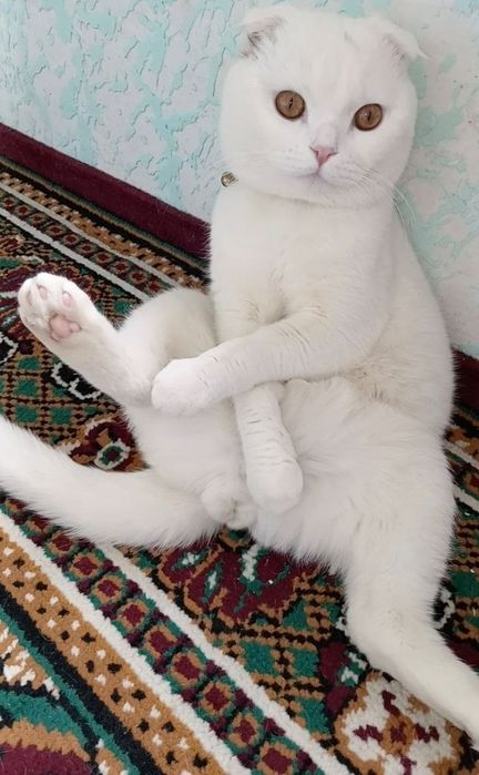 Шапландия мушуги