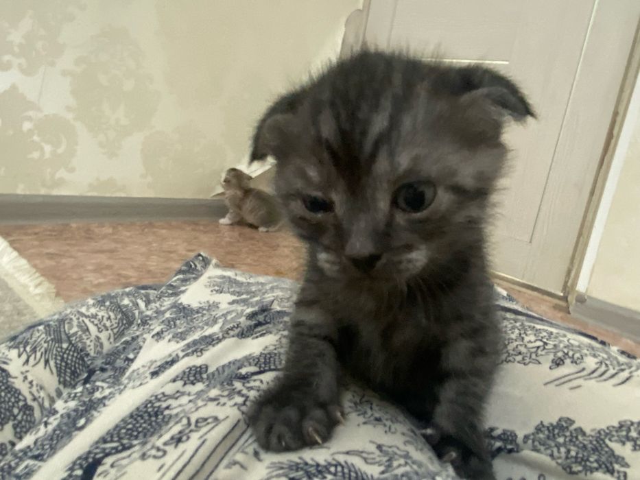Вислоухая котенок