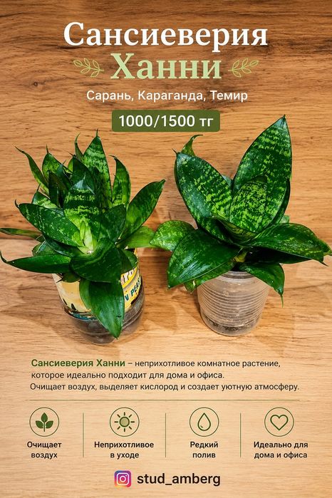 Суккуленты, кактусы,алоэ