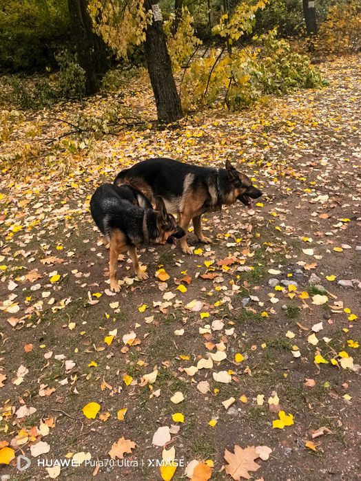 Свободна Немска Овчарка