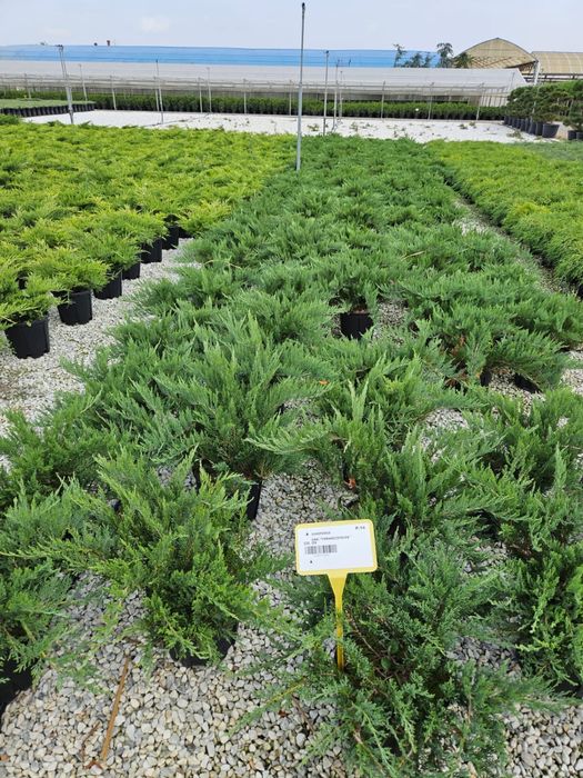 Enupar tarator toate nuantele