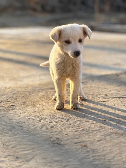 3 ta bir xil It bor bepulga beriladi